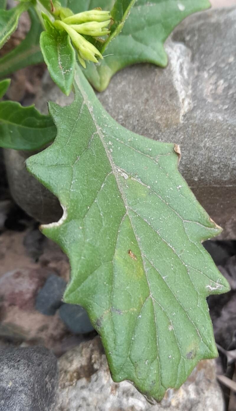 Solanum caesium — houseplant care guide