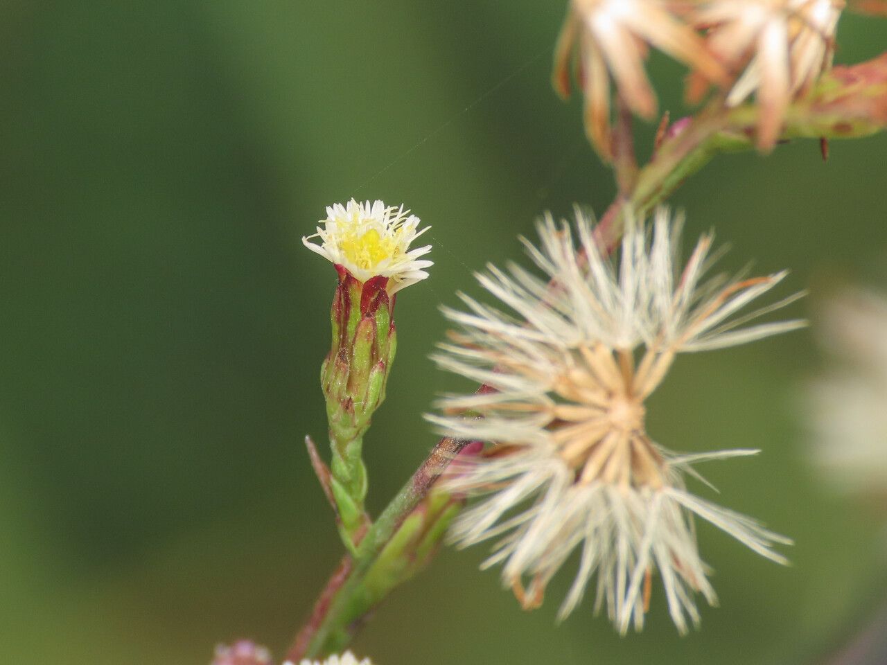 Symphyotrichum subulatum flower