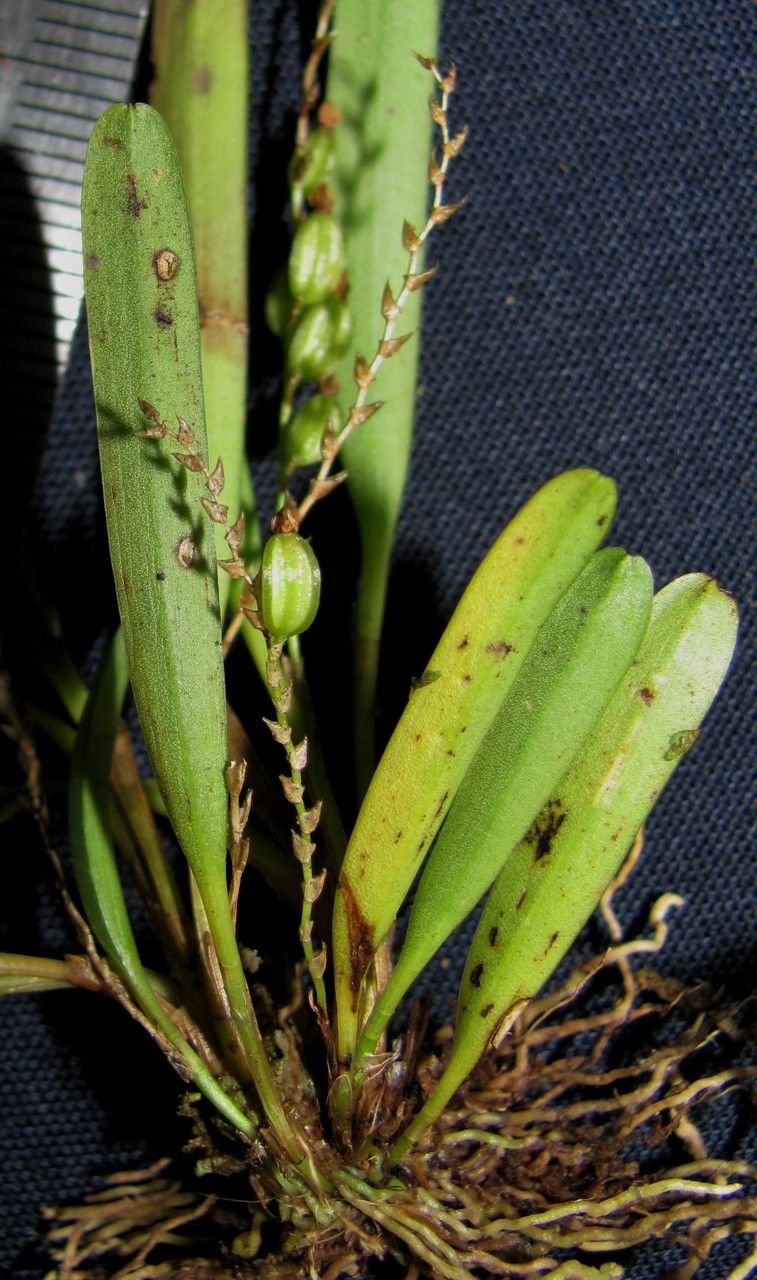 Stelis hymenantha other
