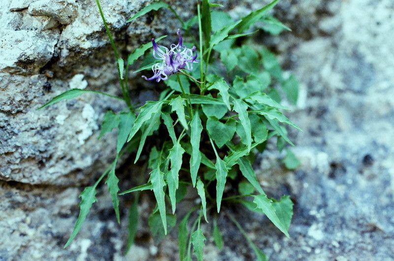 Phyteuma charmelii habit