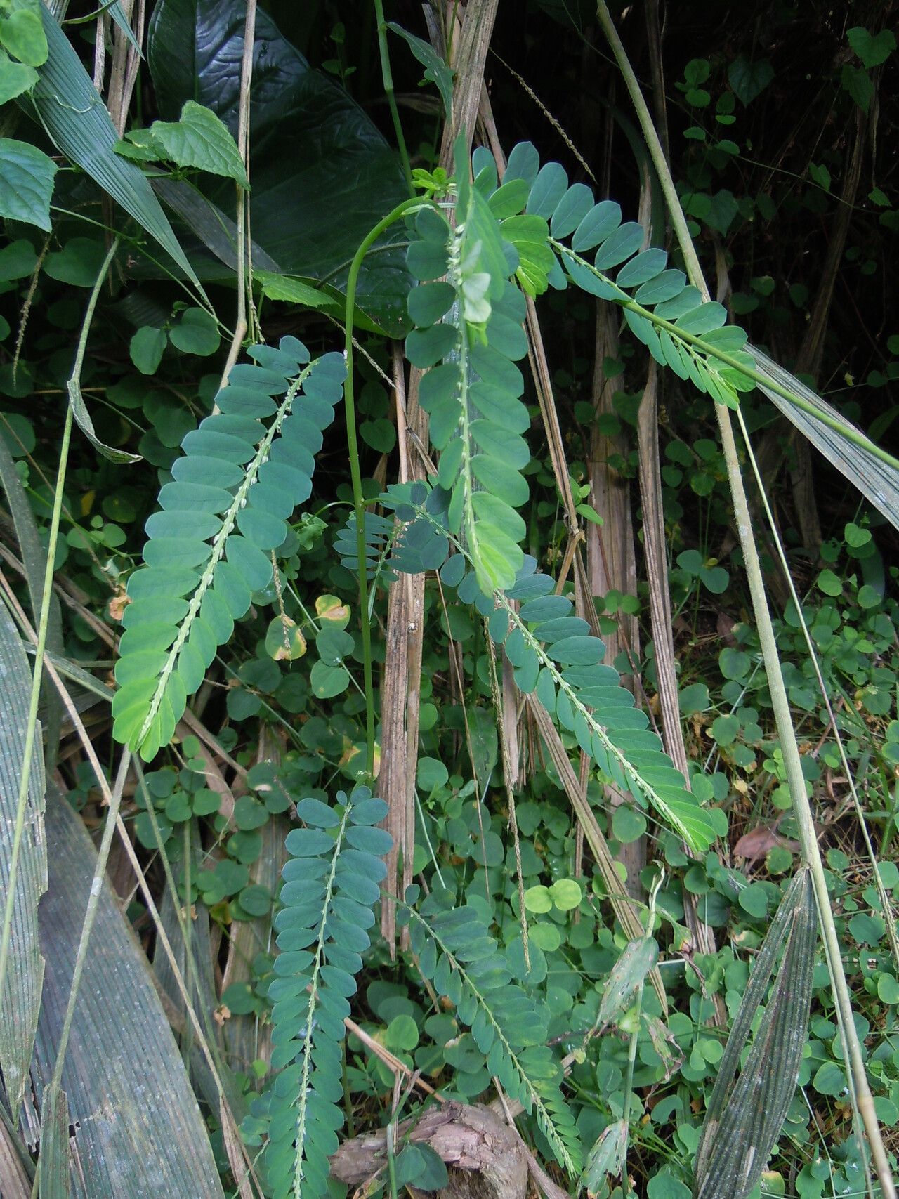 Phyllanthus odontadenius habit