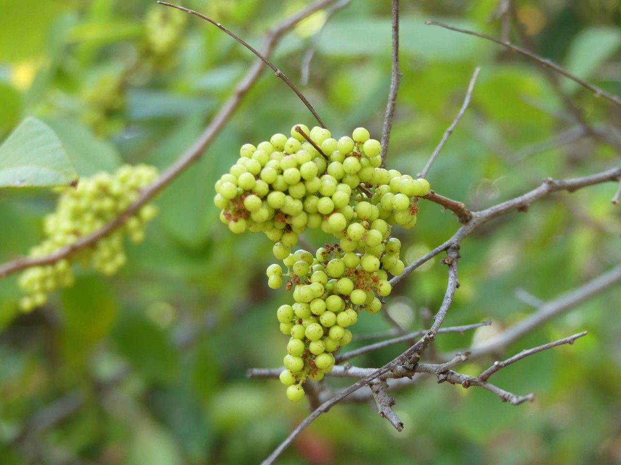 Rhus longipes fruit