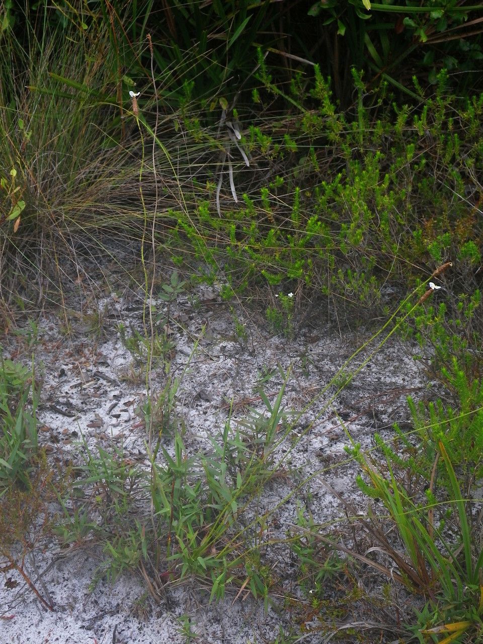 Xyris caroliniana habit