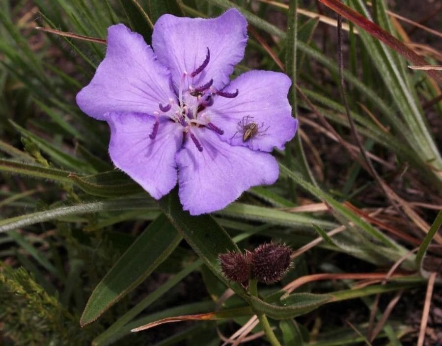 Tibouchina aegopogon — search result for 'Melastomataceae'