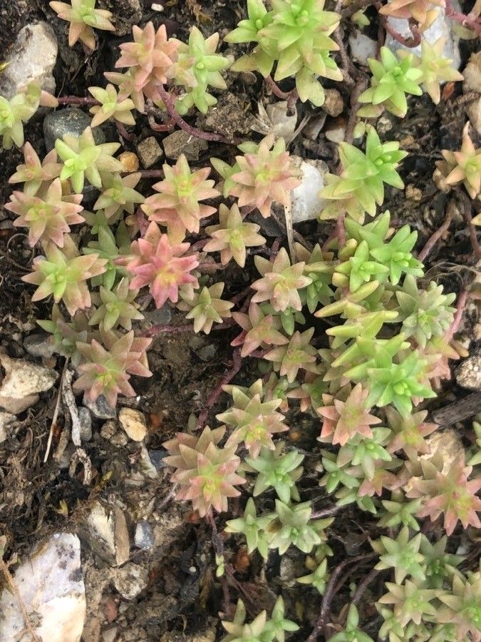 Sedum brevifolium — houseplant care guide