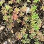 Sedum brevifolium