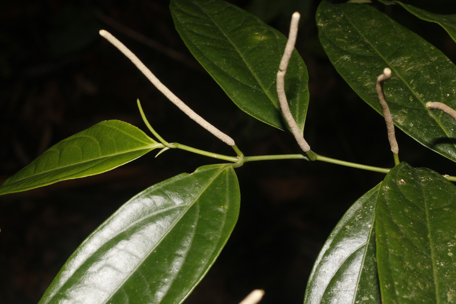 Piper concinnifolium leaf