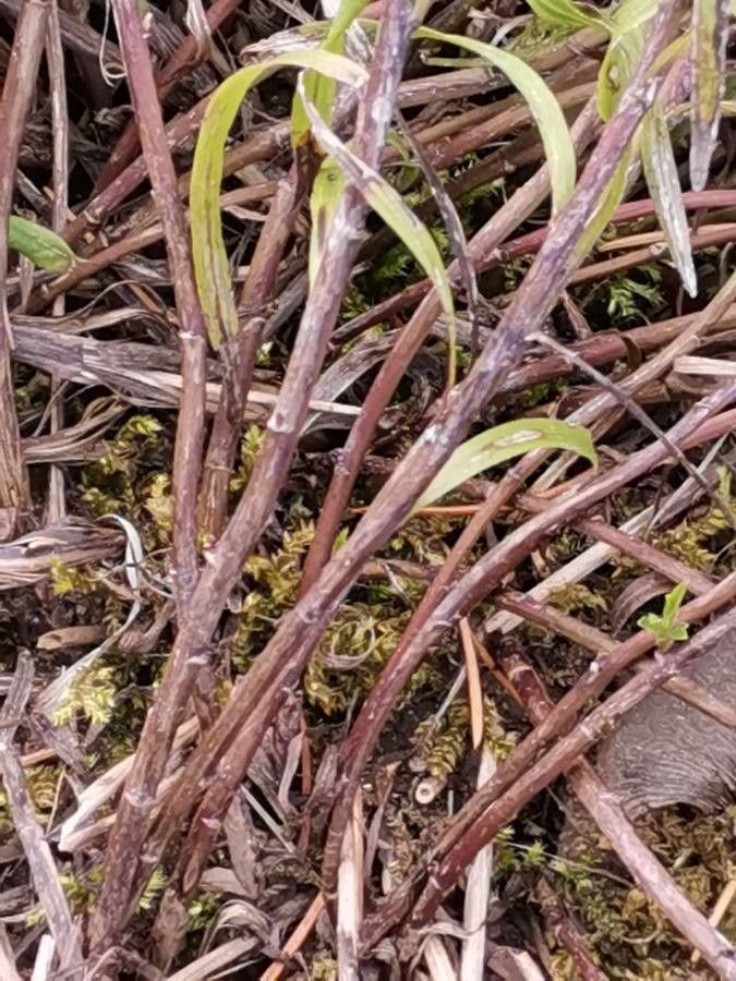 Inula ensifolia bark