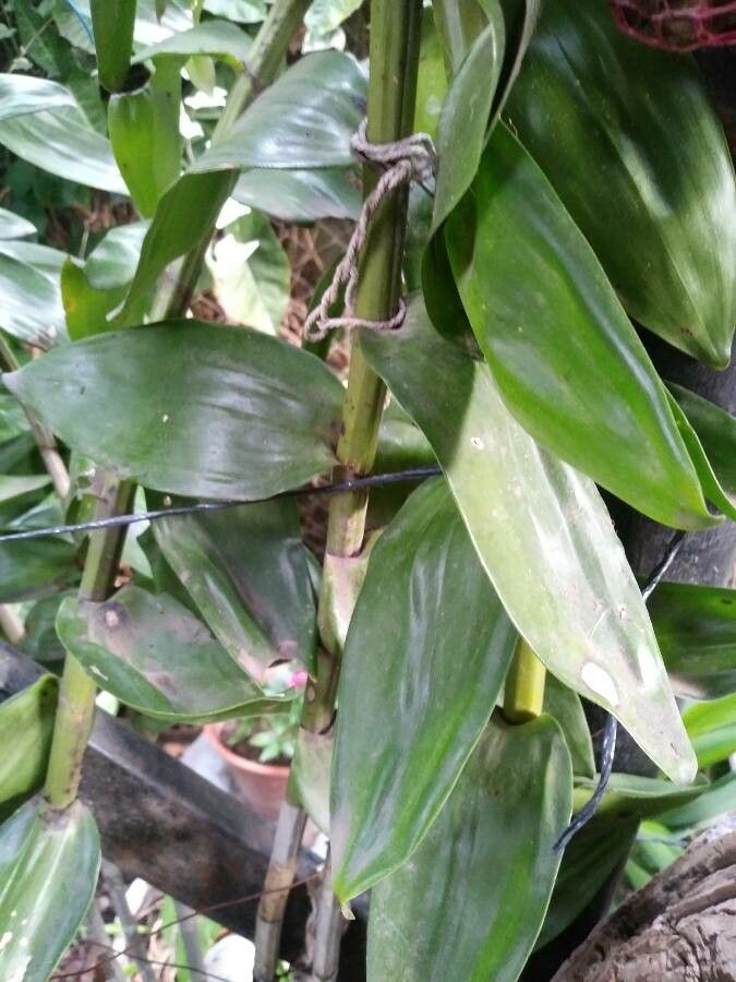 Dendrobium moschatum — search result for 'Bhutan'