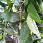 Dendrobium moschatum