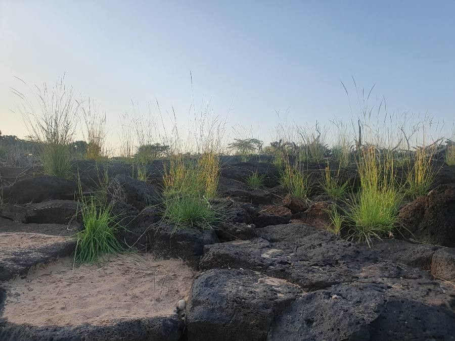 Sehima nervosum leaf