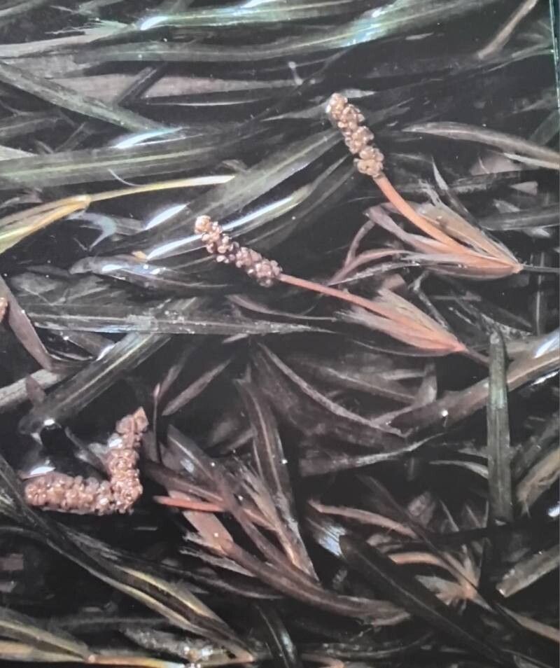 Potamogeton compressus leaf