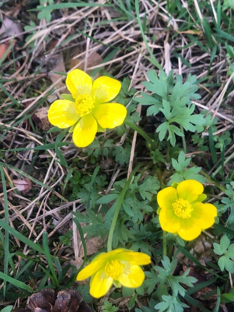 Ranunculus ollissiponensis flower