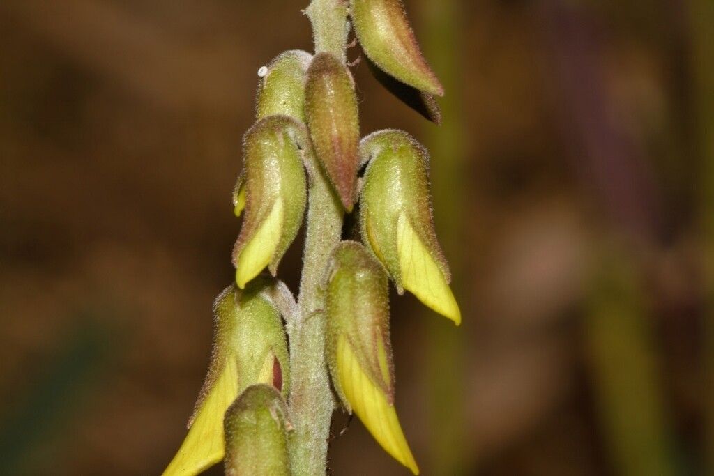 Crotalaria rogersii flower