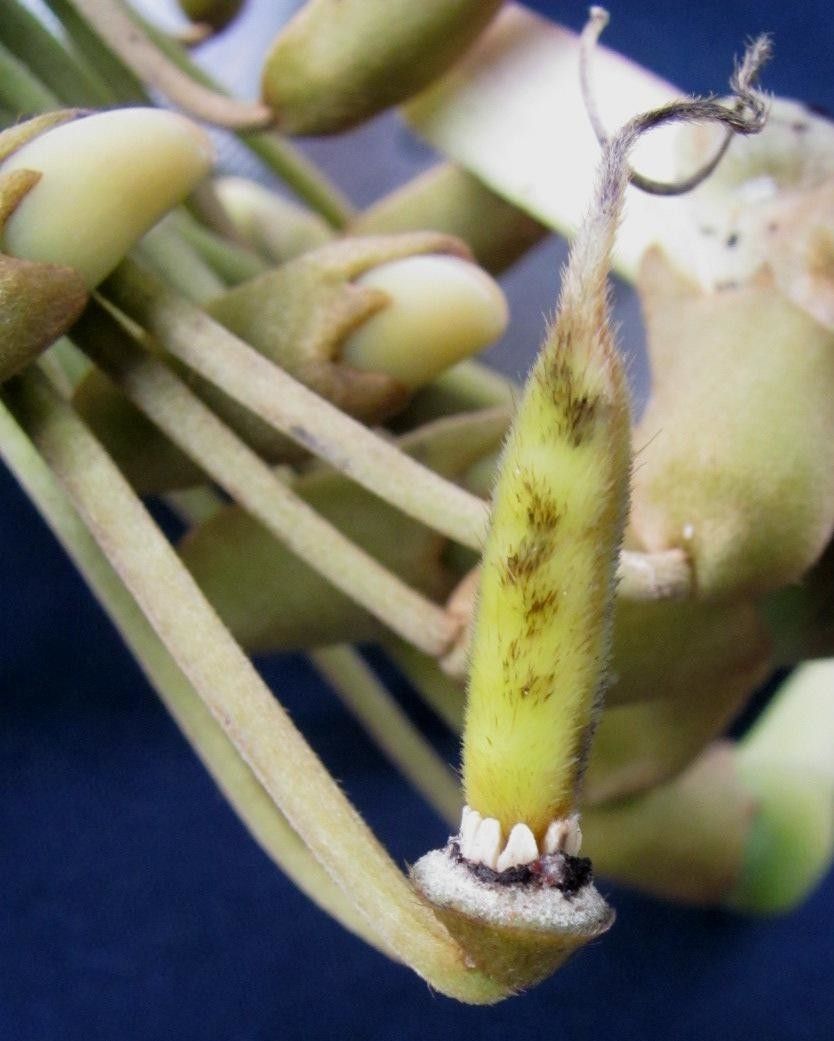 Mucuna globulifera fruit