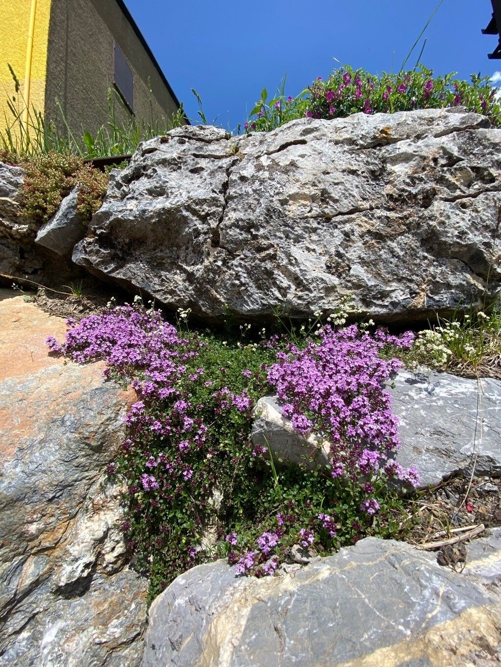 Thymus praecox flower