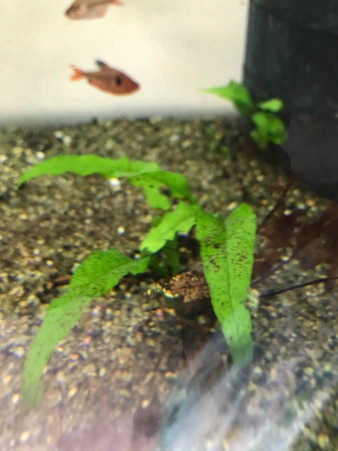 Elaphoglossum succubus leaf