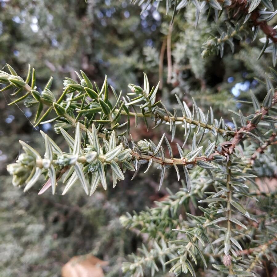 Juniperus drupacea leaf