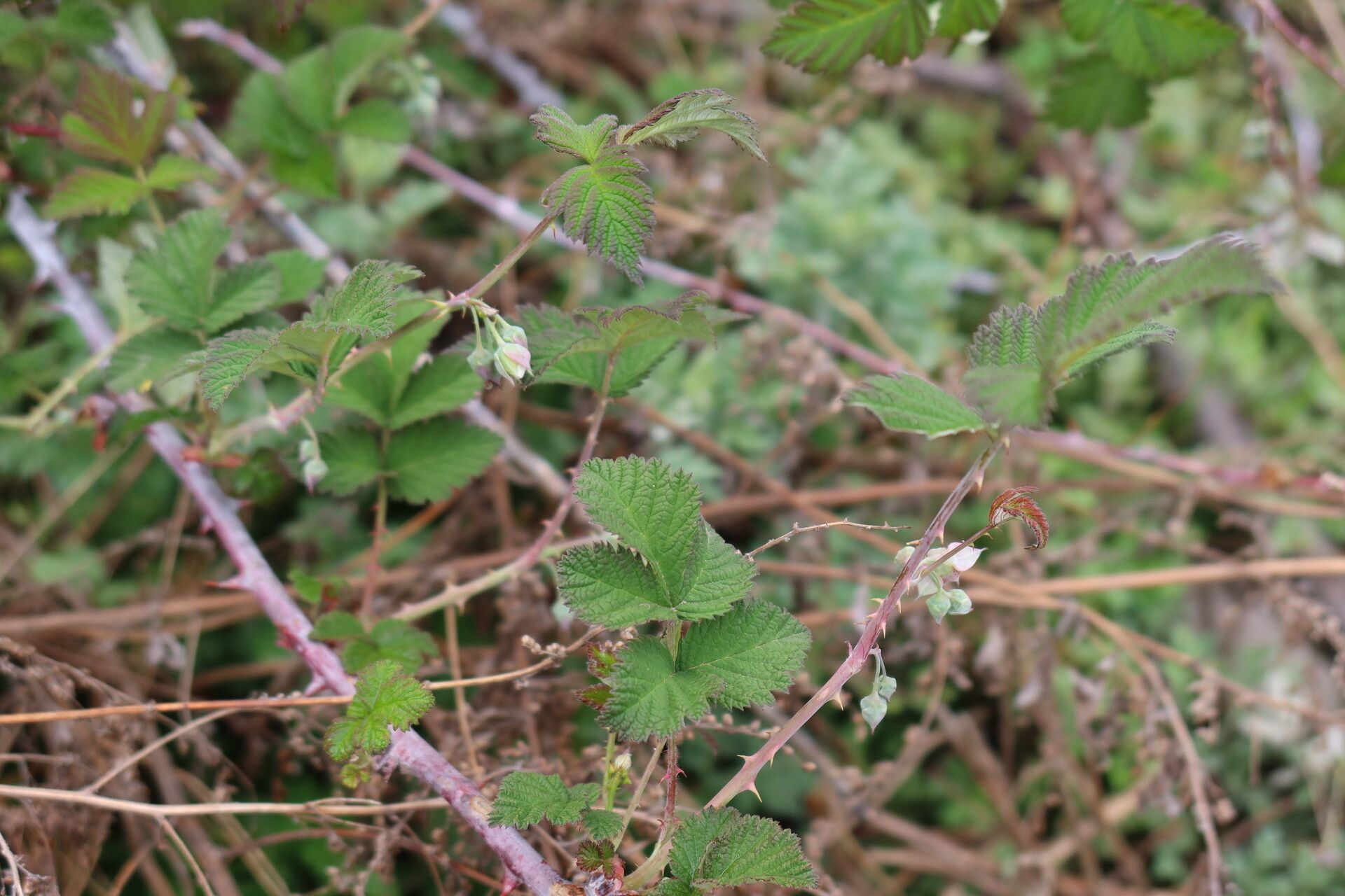 Rubus alexeterius — houseplant care guide