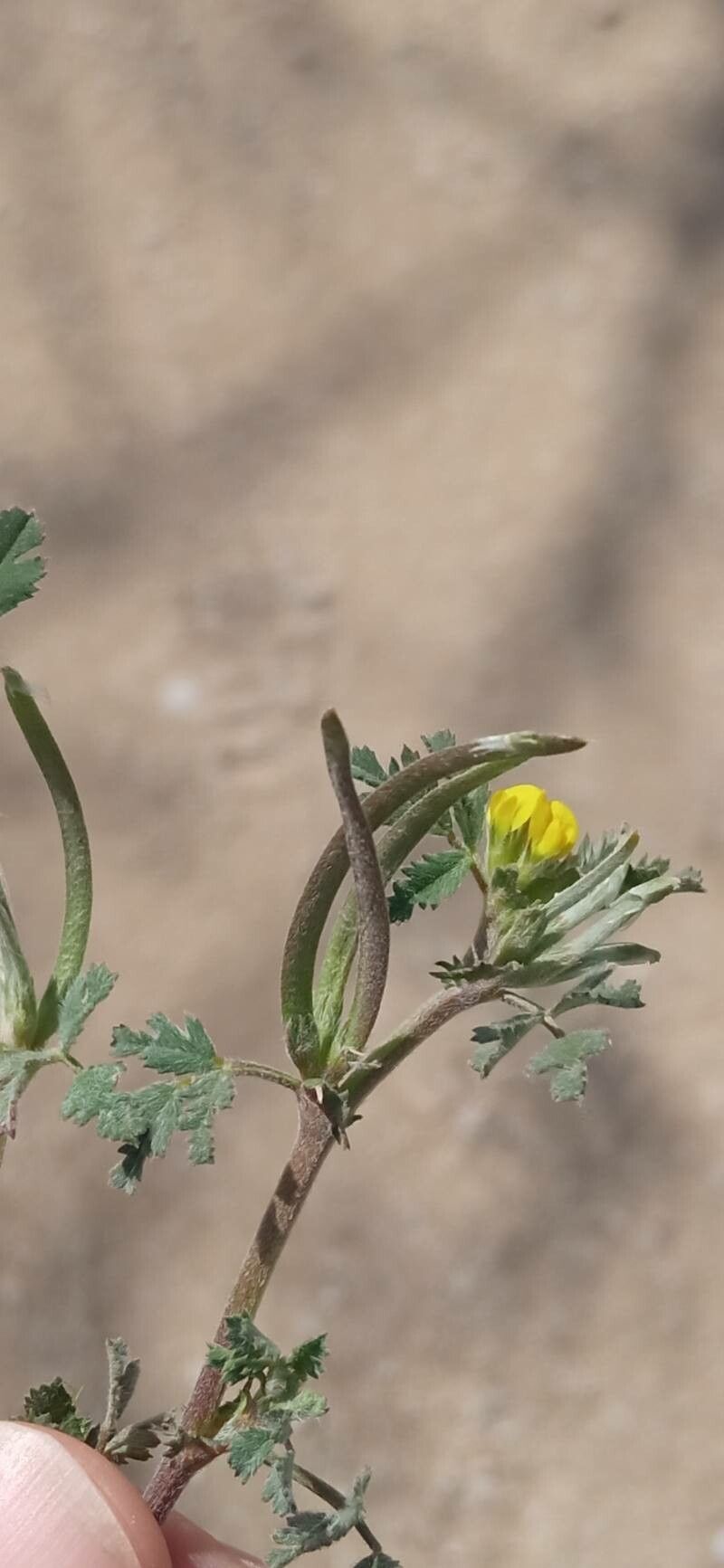 Trigonella polyceratia fruit