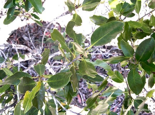 Syzygium koniamboense habit