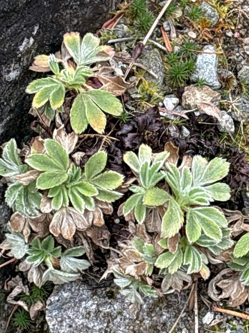 Potentilla grammopetala leaf