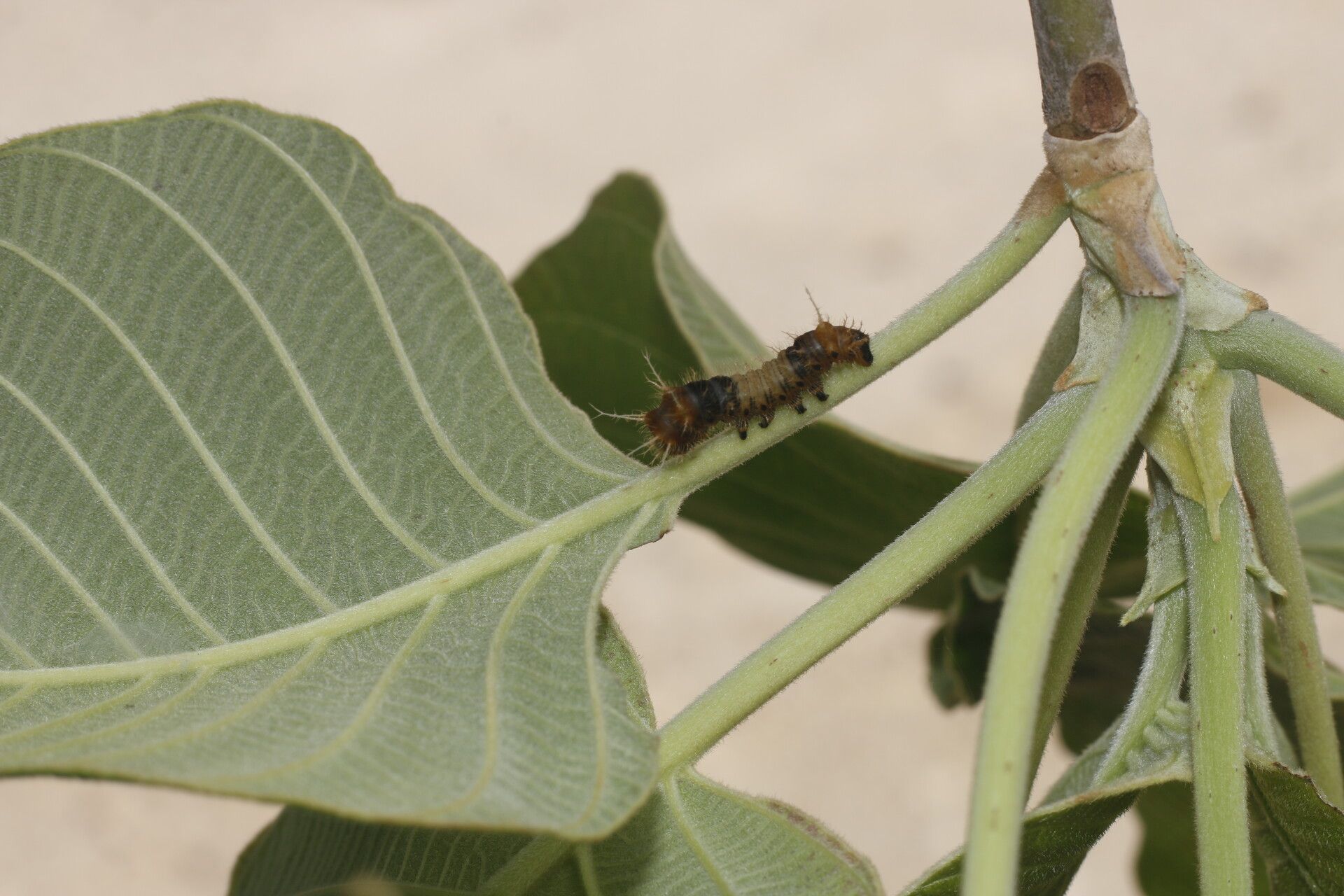 Guettarda combsii — related species from the same genus