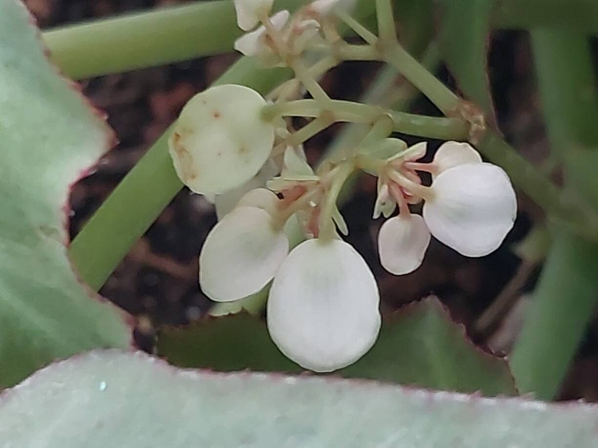 Begonia kenworthyae flower