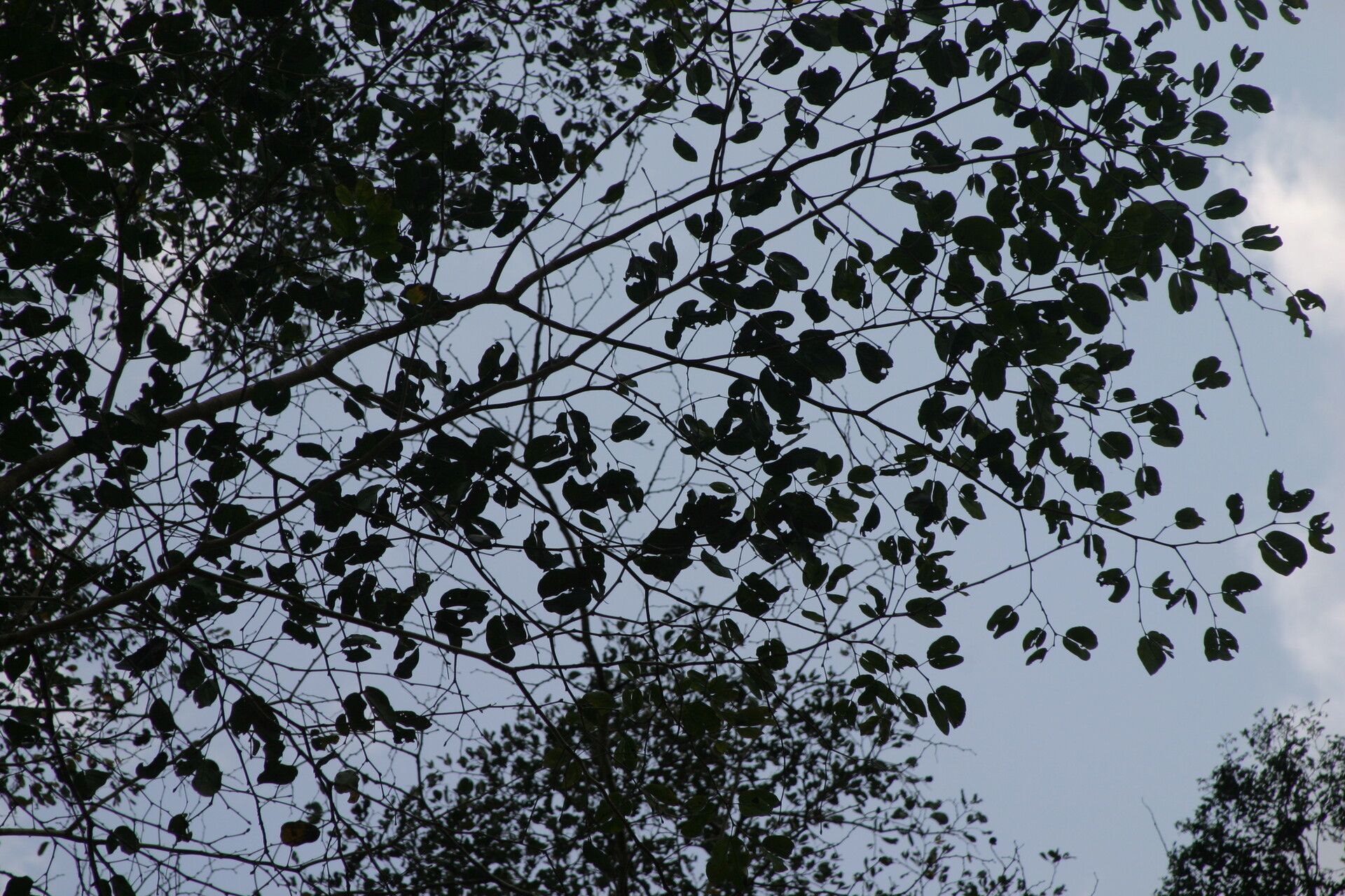 Guibourtia tessmannii habit