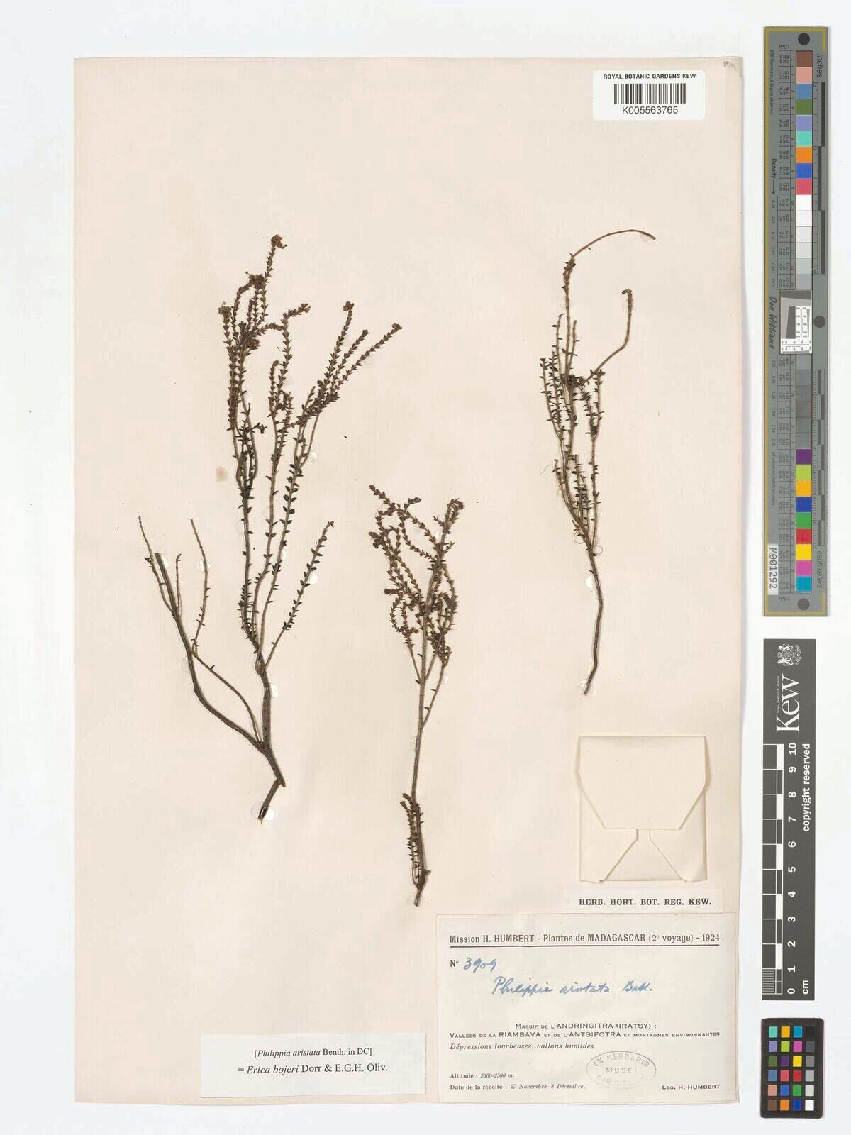 Erica bojeri — search result for 'Erica'