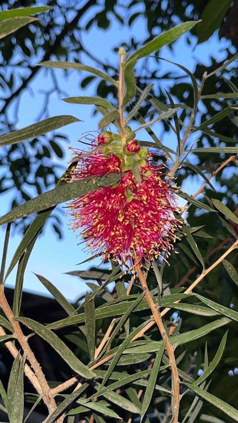 Callistemon macropunctatus flower