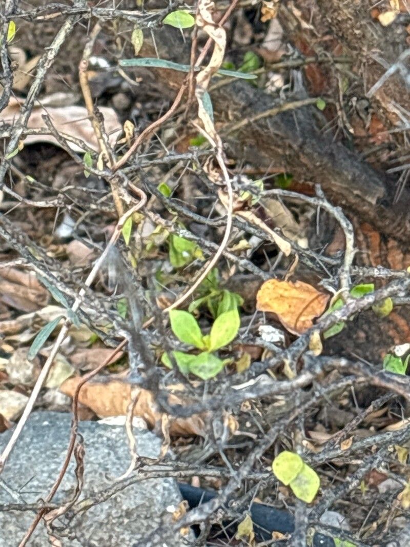 Leuenbergeria zinniiflora — houseplant care guide