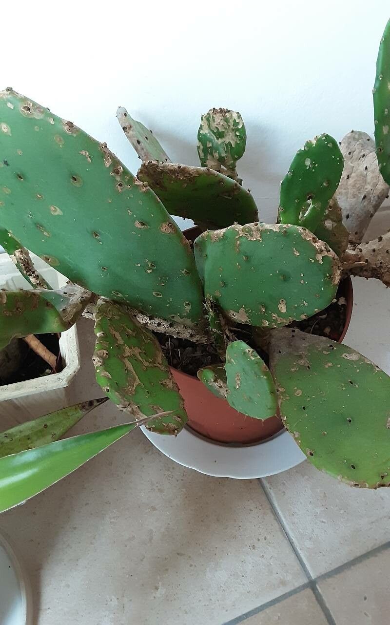 Opuntia megacantha bark