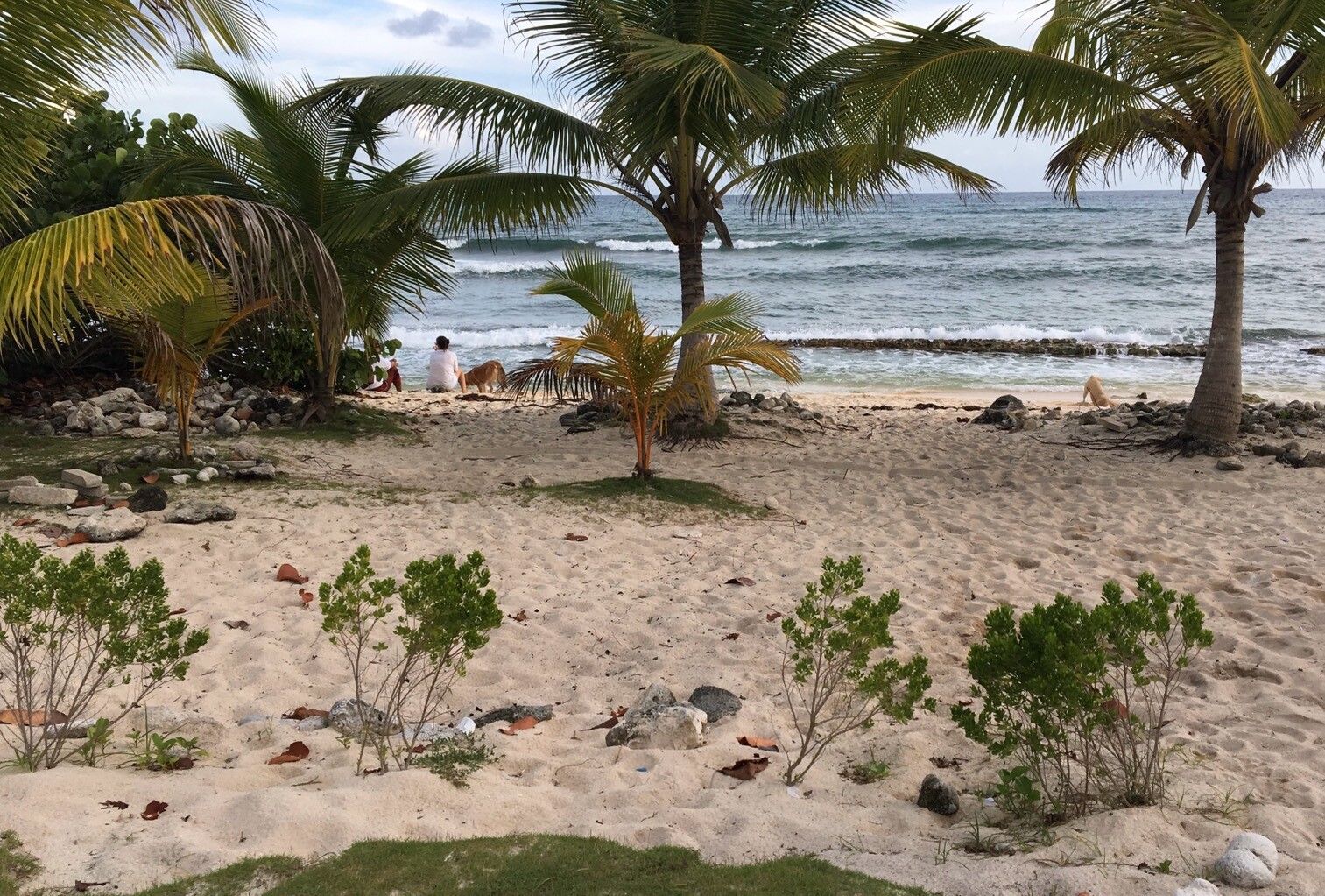 Baccharis dioica leaf