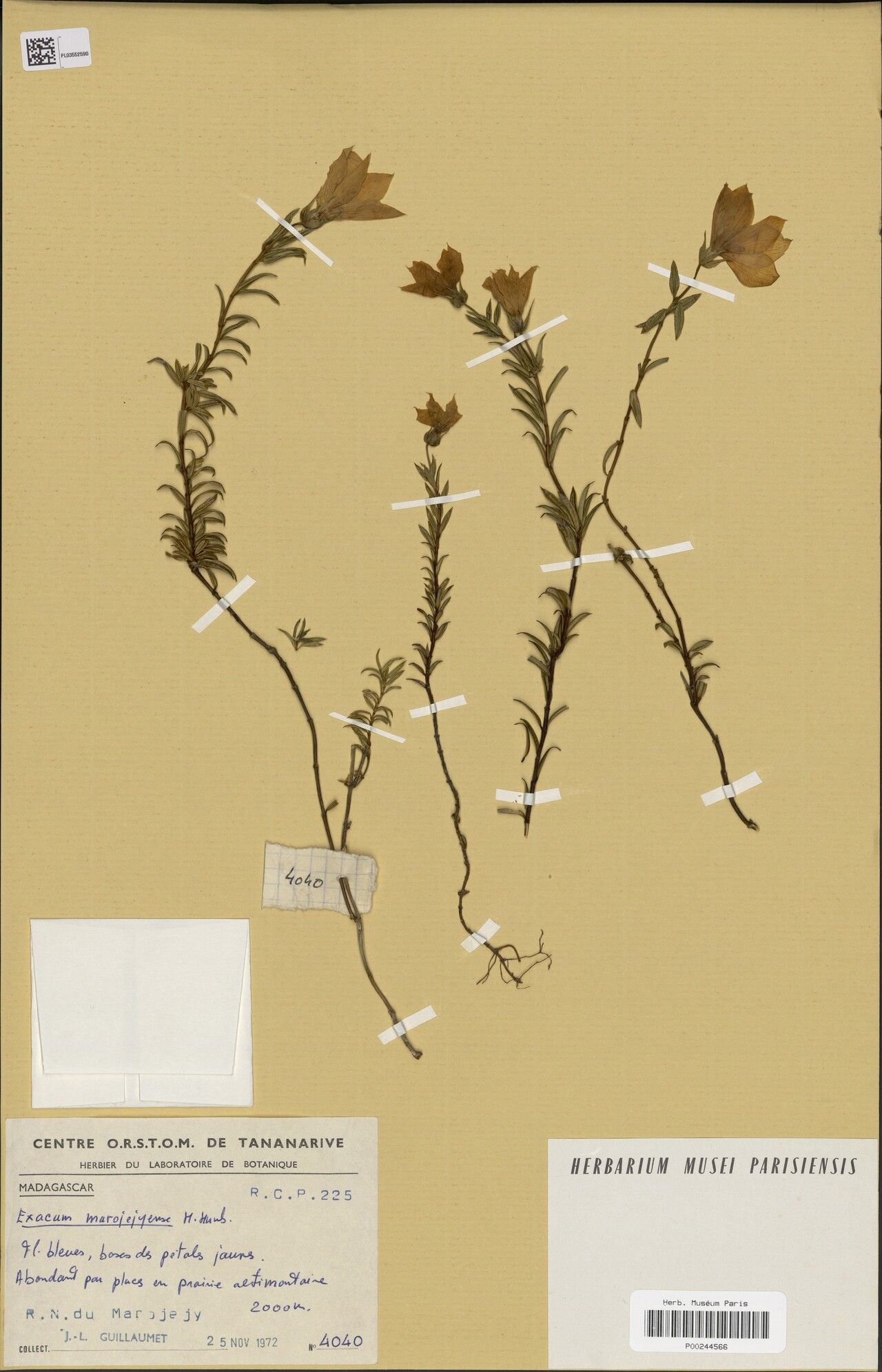 Exacum marojejyense — houseplant care guide