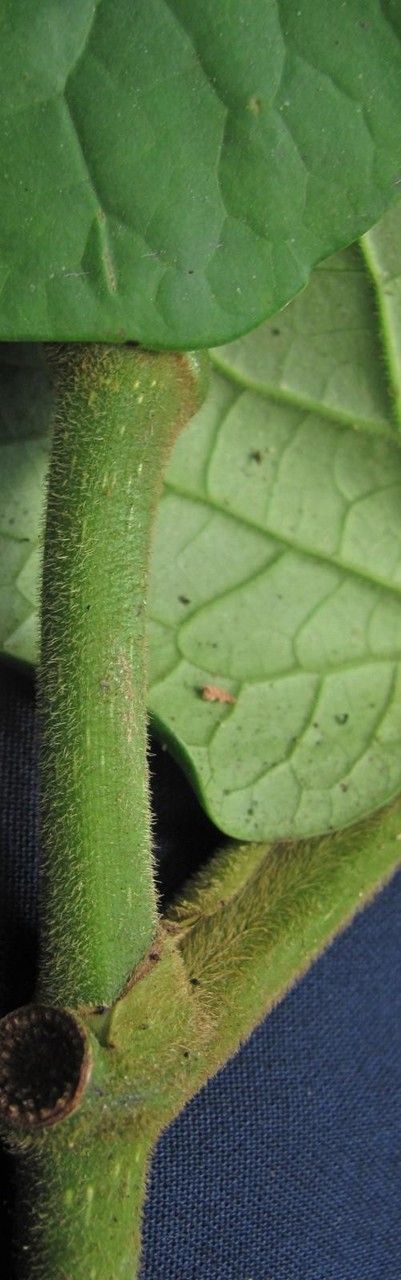 Piper ceibense — houseplant care guide