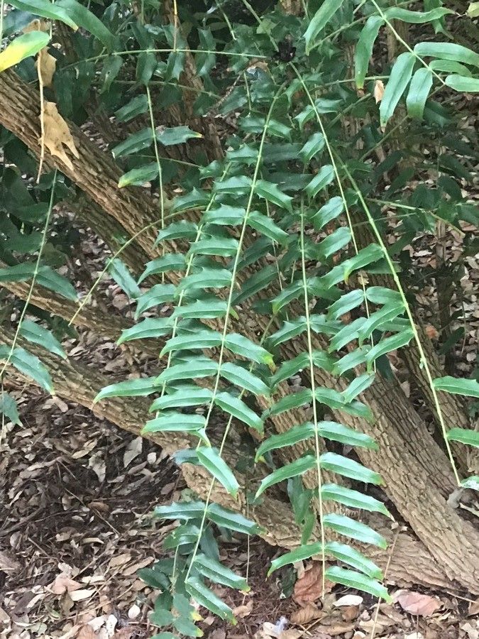 Mahonia oiwakensis — search result for 'Myanmar'