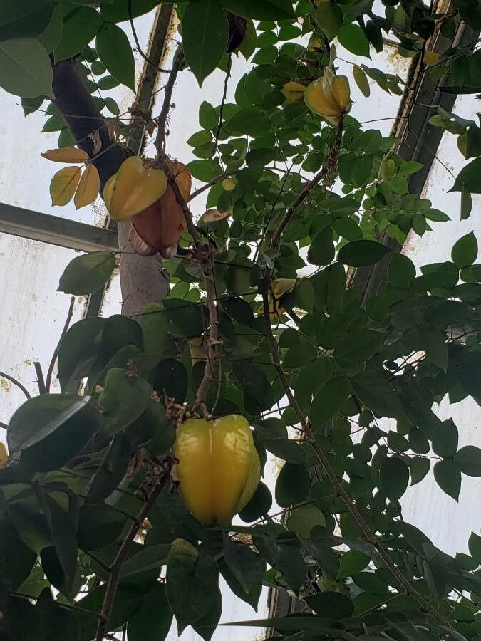 Averrhoa carambola fruit