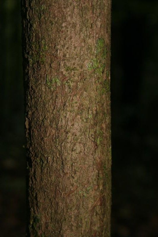 Cordia sprucei bark