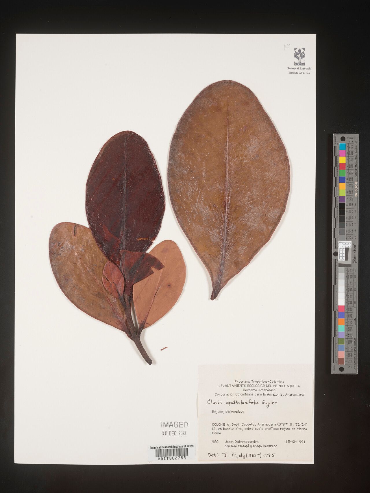 Clusia spathulifolia leaf