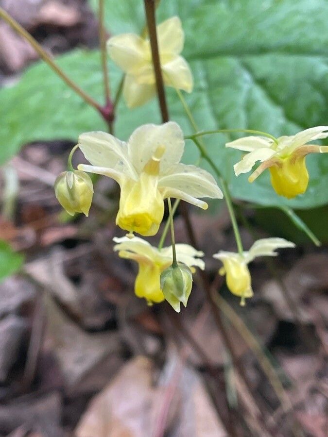 Epimedium alpinum flower