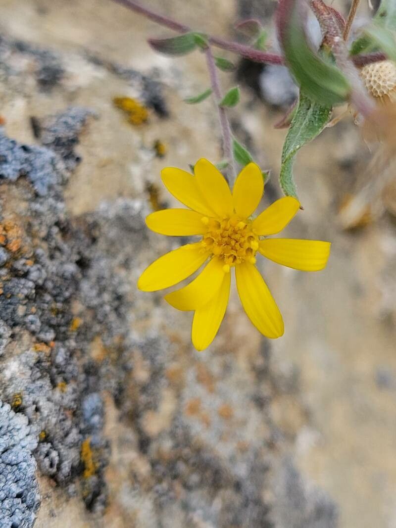 Heterotheca viscida flower