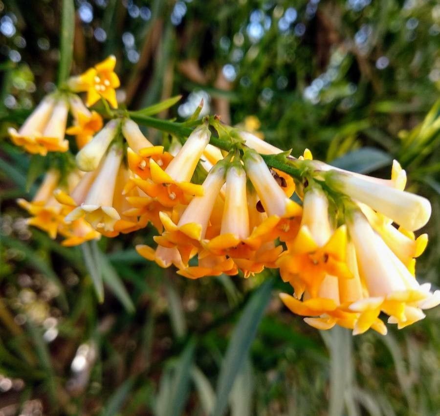 Freylinia lanceolata flower