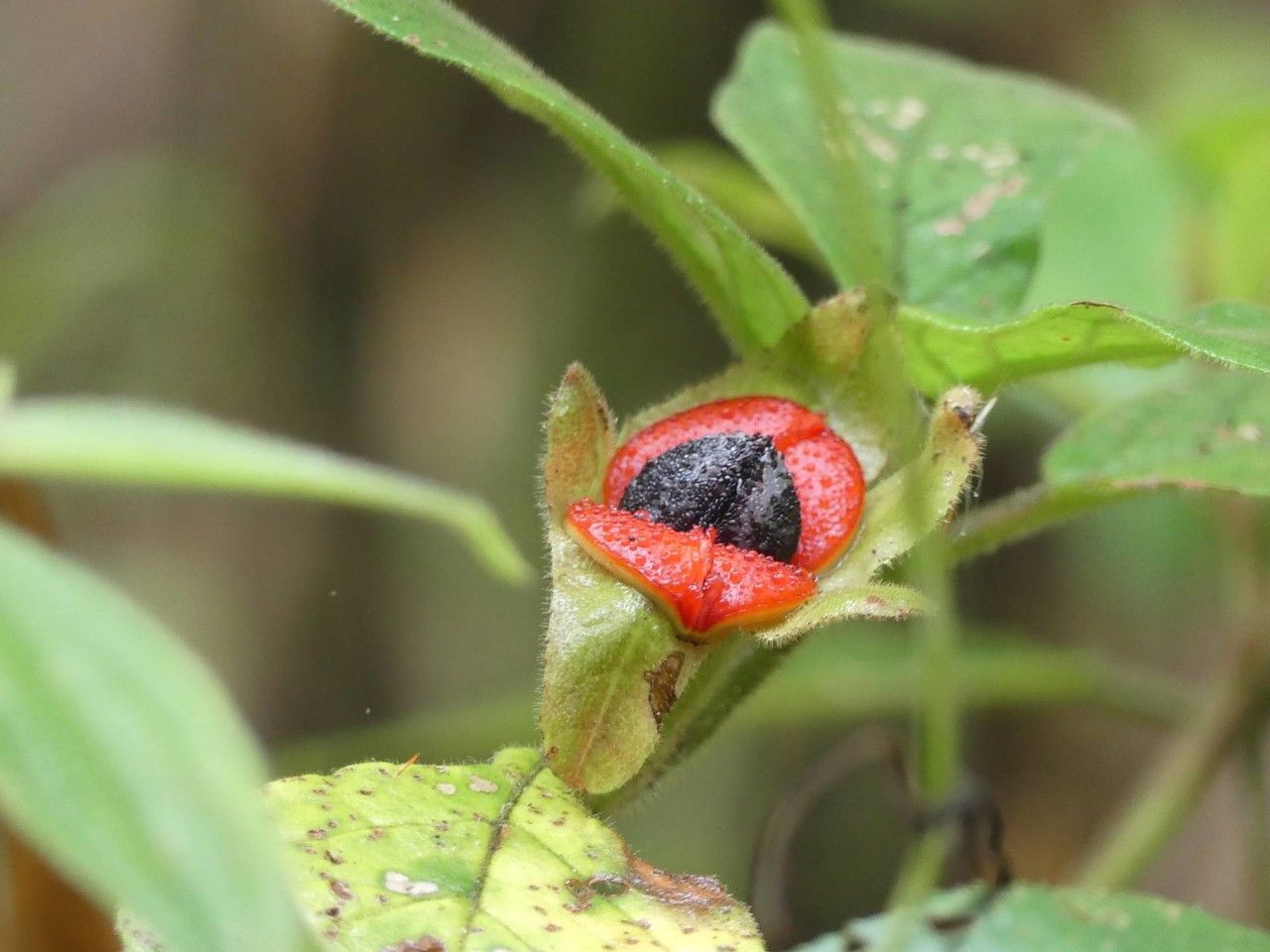 Drymonia alloplectoides fruit