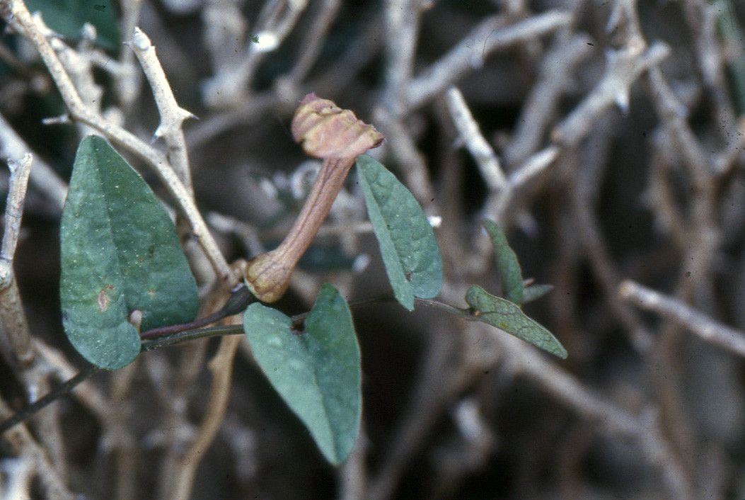 Aristolochia bianorii — search result for 'Aristolochia'