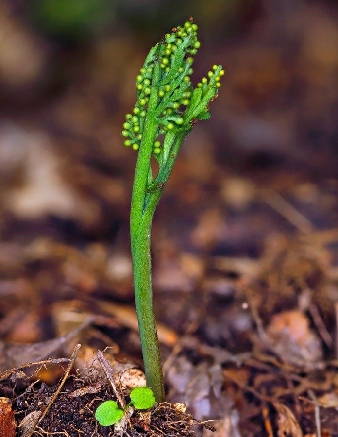 Botrychium matricariifolium — houseplant care guide