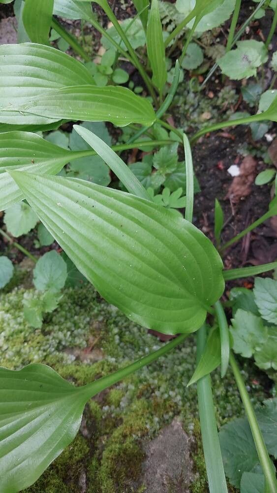 Hosta kiyosumiensis leaf
