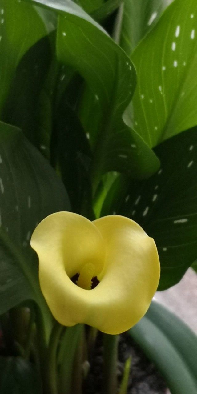 Zantedeschia elliottiana flower