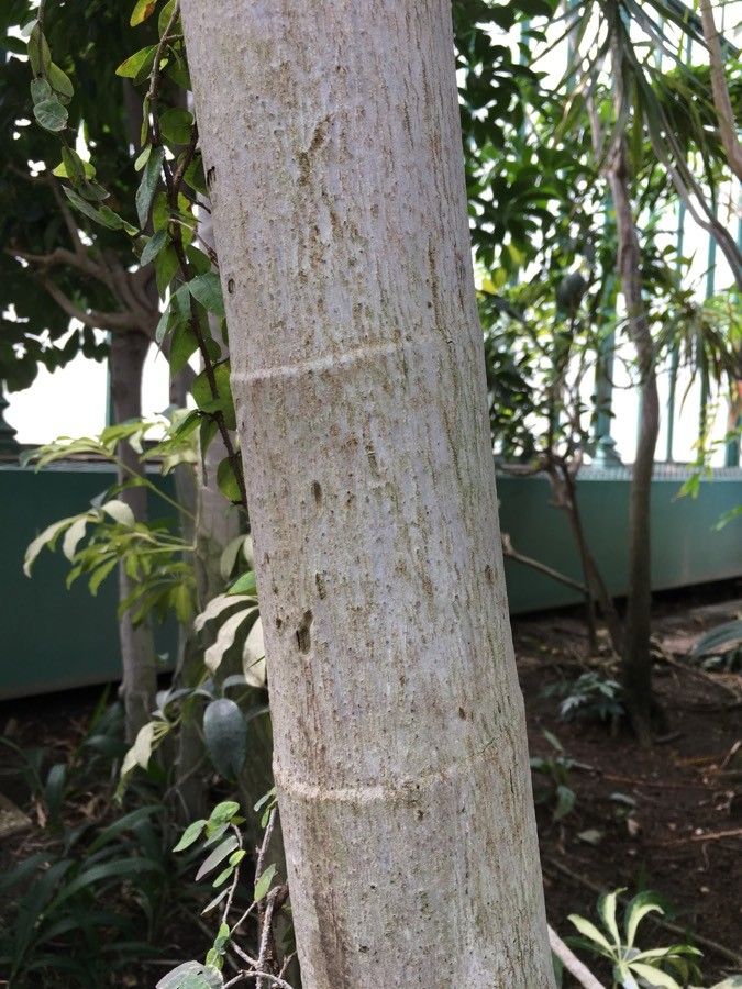 Ptychosperma elegans bark