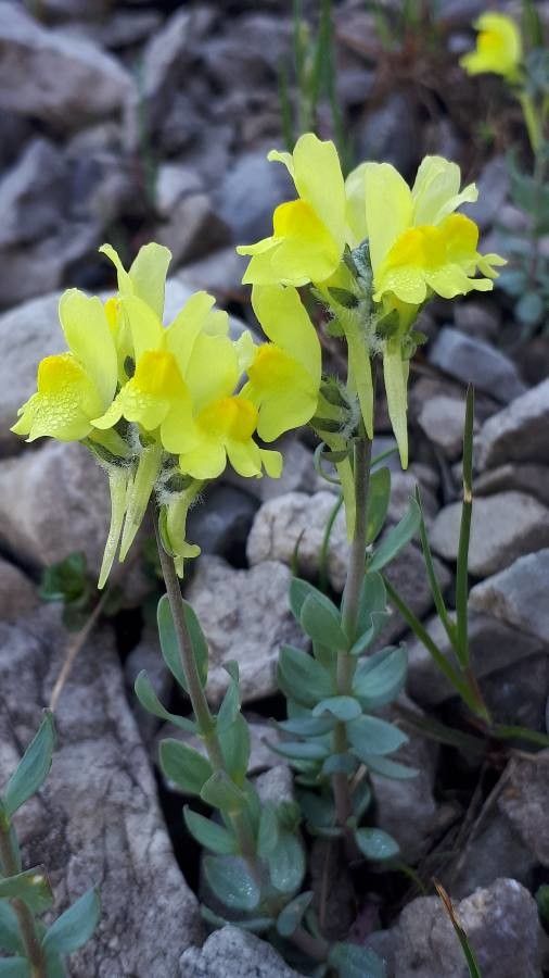 Linaria tonzigii flower